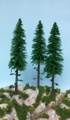 silver fir with trunk cm 22-24 (x3)