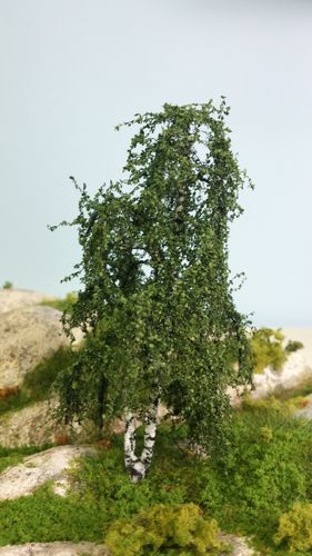 birch tree cm 12 (x1)
