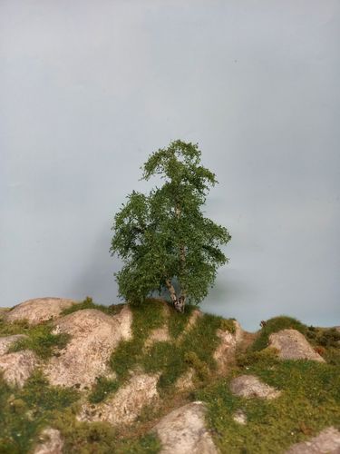 birch tree cm 14 (x1)