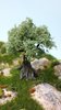 secular olive tree cm 8 (x1)