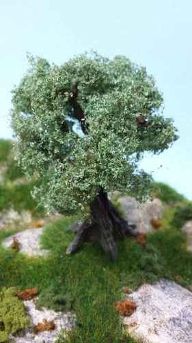 secular olive tree cm 10 (x1)