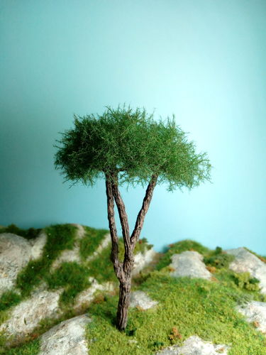 Stone pine 12 cm