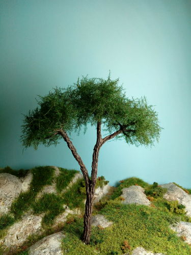 Stone pine 14 cm