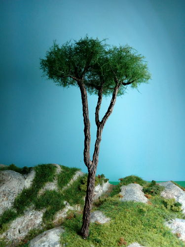 Stone pine 16 cm