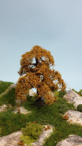 late autumn oak cm 12 (x1)
