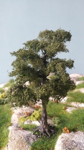 holm oak cm 12 (X1)