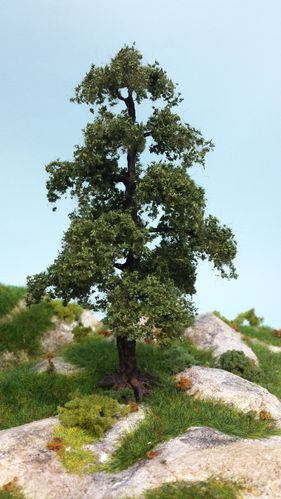 holm oak cm 16 (X1)