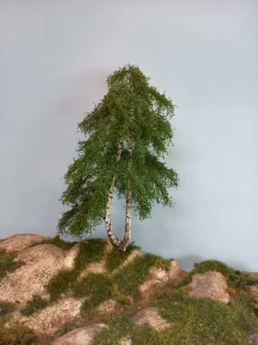 birch tree cm 16