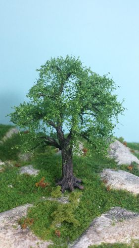 oak cm 10