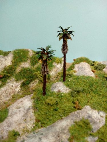 palm of Japan  cm 12-14 (X2)