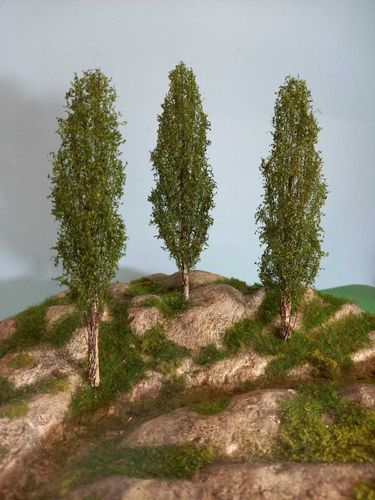 Blak poplar tree cm 16 (X3)