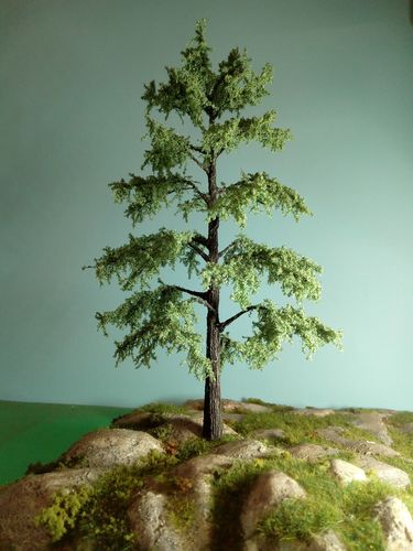 Cedar of Himalaya cm 18  (x1)