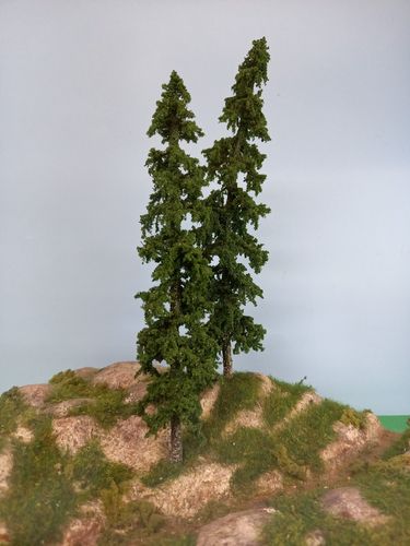 Alaska fir tree 20 - 22 x 2