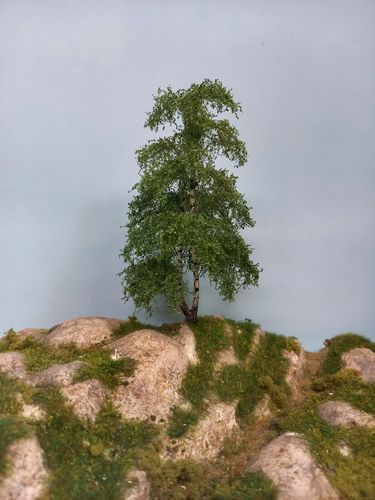 birch tree cm 18