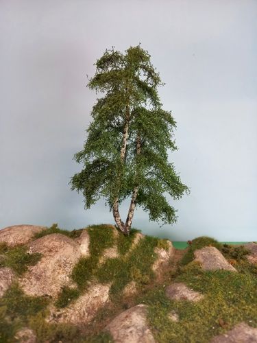 birch tree cm 20