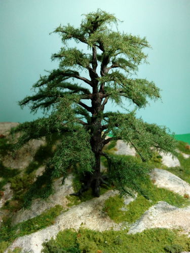 Cedar of Libano cm 20  (x1)