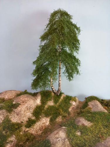 birch tree cm 22