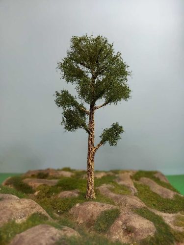 Blak european poplar tree cm 20