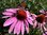 ECHINACEA ANGUSTIFOLIA (Echinacea) Tintura madre