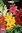 Four Blumen Seme Di Peperone Piccante Cheyenne
