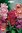 Four Blumen Seme Di Peperone Piccante Cheyenne