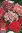 Seme Di Fiore Celosia cristata rossa