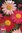 Seme Di Fiore Celosia cristata rossa